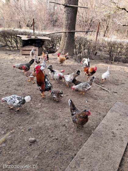 Jajka legowe liliputek