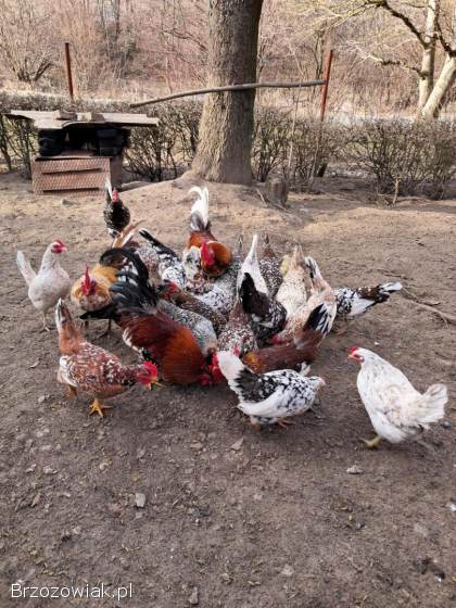 Jajka legowe liliputek