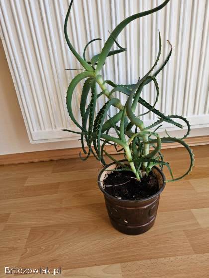 Aloes z doniczką ceramiczną