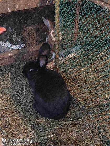 Zakocone samice -  króle