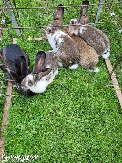 Króliki i królice