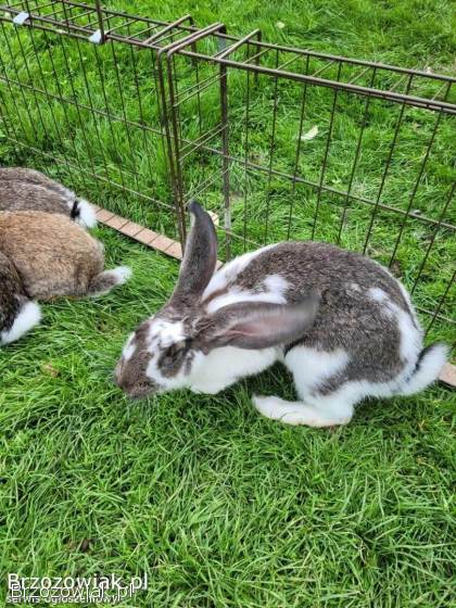 Króliki i królice