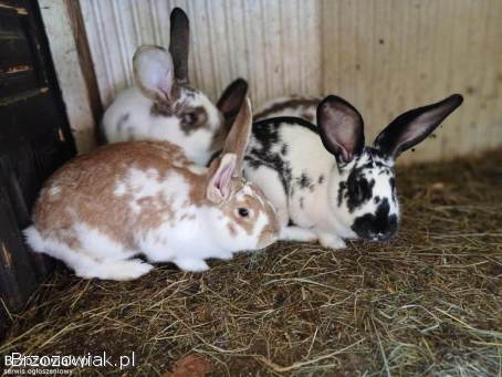 Króliki i królice
