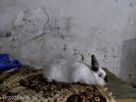 Króliki Samica Kalifornijska