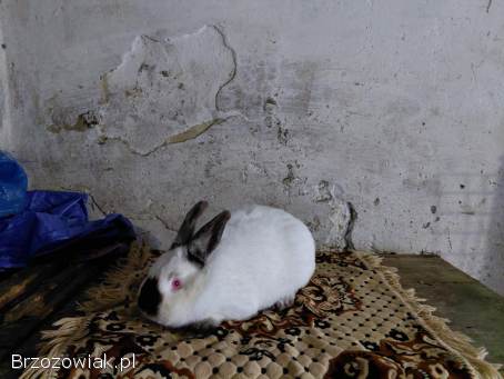 Króliki Samica Kalifornijska