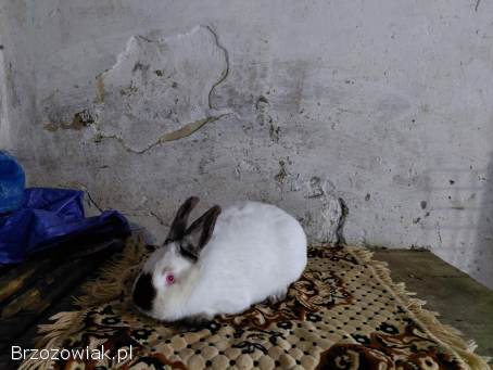 Króliki Samica Kalifornijska