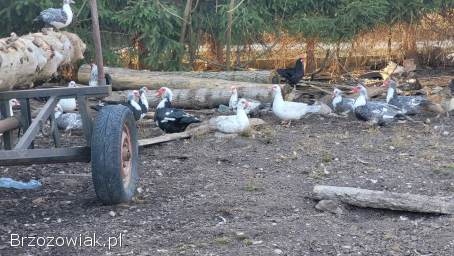 Sprzedam kaczki/kaczory francuskie