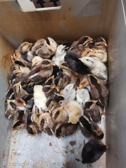 Kurczeta 2 tyg i 4 dni czubatki i miks kilka sztuk zielononóżki