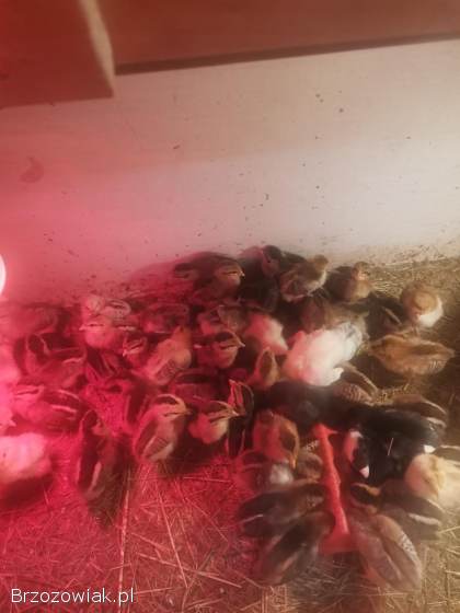 Kurczeta 2 tyg i 4 dni czubatki i miks kilka sztuk zielononóżki
