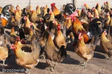 Kurczeta 2 tyg i 4 dni czubatki i miks kilka sztuk zielononóżki