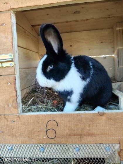 Sprzedam królika