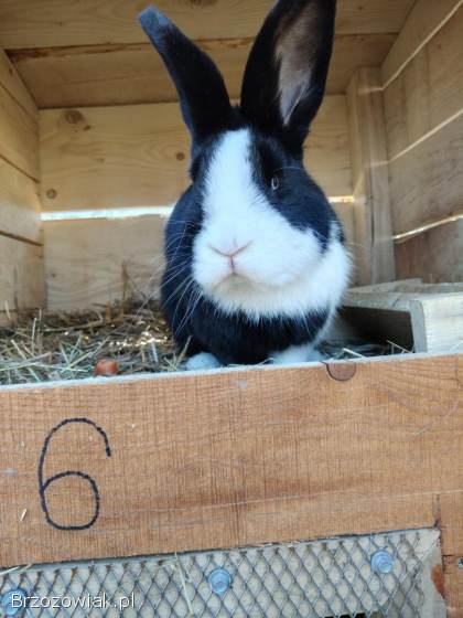 Sprzedam królika