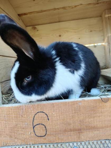 Sprzedam królika