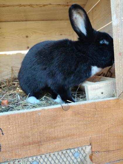 Sprzedam królika