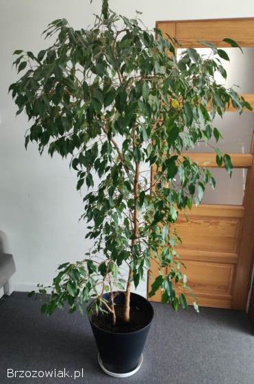Fikus benjamina benjaminek