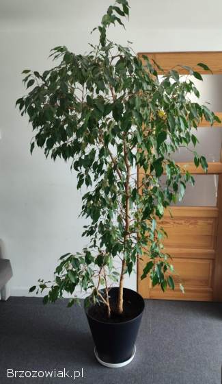 Fikus benjamina benjaminek