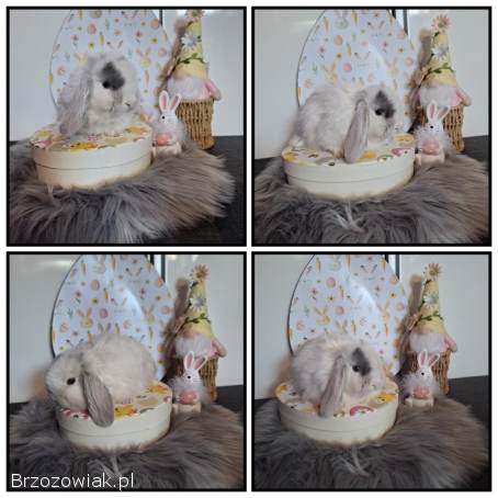 Mini lop karzełek teddy króliki miniaturki miniaturka