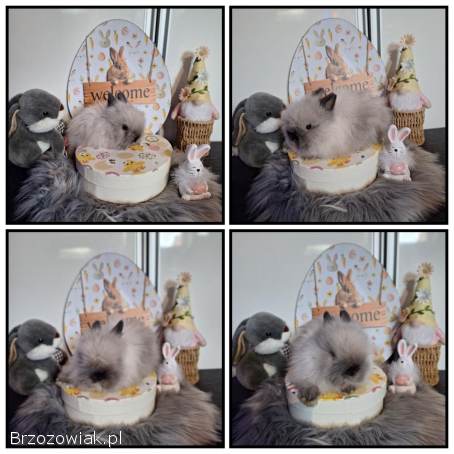 Mini lop karzełek teddy króliki miniaturki miniaturka