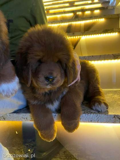 Szczeniaki mastif tybetanski