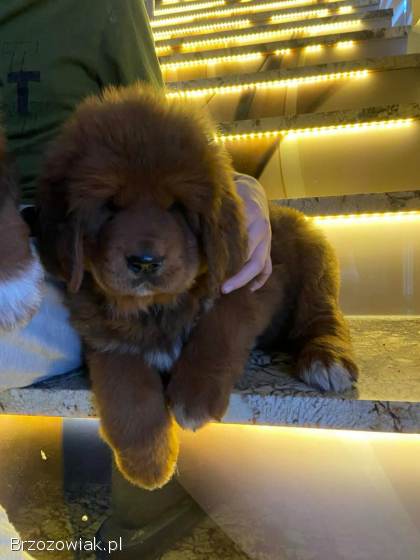 Szczeniaki mastif tybetanski