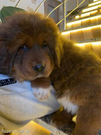 Szczeniaki mastif tybetanski