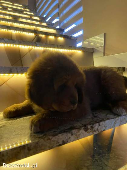 Szczeniaki mastif tybetanski