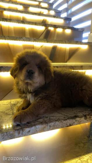 Szczeniaki mastif tybetanski