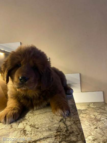 Szczeniaki mastif tybetanski