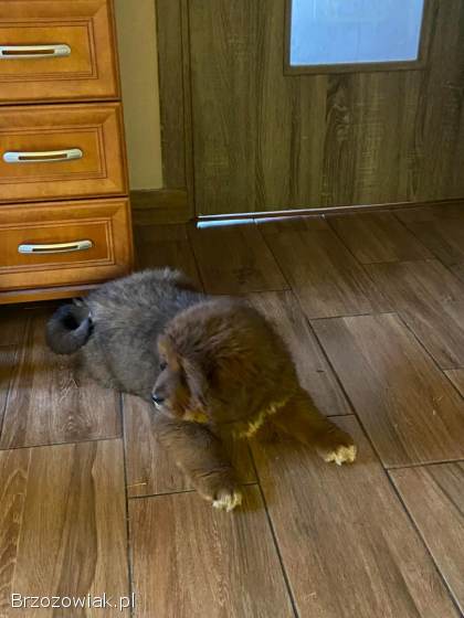 Szczeniaki mastif tybetanski