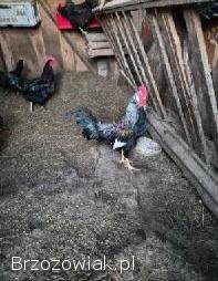 Koguty z własnego chowu