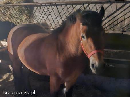 Sprzedam Ogierka Zimnokrwistego.