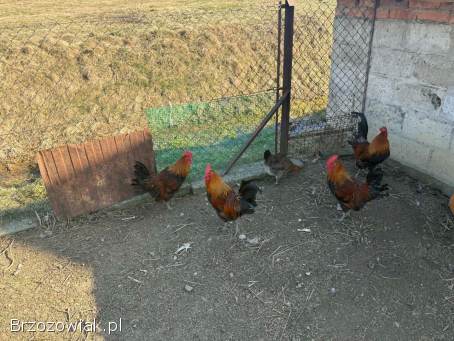 Koguty zielononóżki