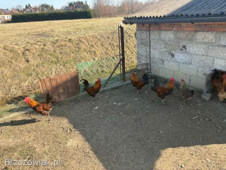 Koguty zielononóżki