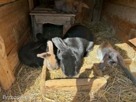 Króliki samica z młodymi