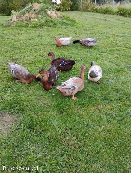 Kaczki ruańskie
