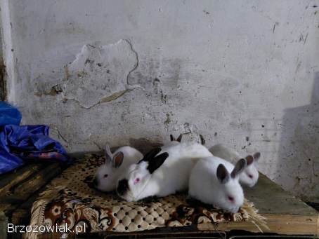 Króliki Samica Kalifornijska