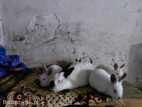 Króliki Samica Kalifornijska