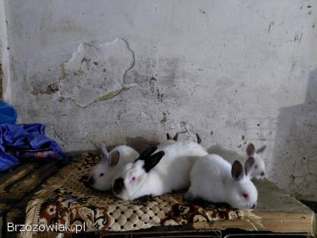 Króliki Samica Kalifornijska