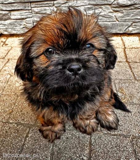 Suczka i piesek Shihtzi