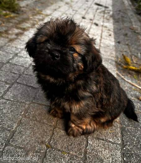 Suczka i piesek Shihtzi