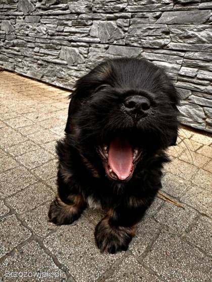 Suczka i piesek Shihtzi