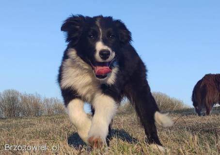 NUKA -  Rasowa Suczka BORDER COLLIE z Hodowli -  Szczenię z pełną dok.
