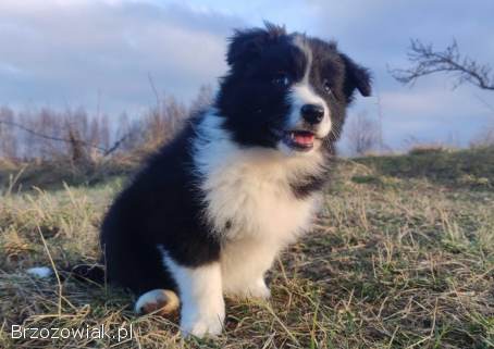 NUKA -  Rasowa Suczka BORDER COLLIE z Hodowli -  Szczenię z pełną dok.