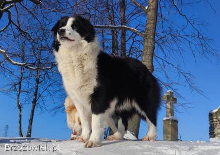 NUKA -  Rasowa Suczka BORDER COLLIE z Hodowli -  Szczenię z pełną dok.