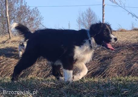 NUKA -  Rasowa Suczka BORDER COLLIE z Hodowli -  Szczenię z pełną dok.