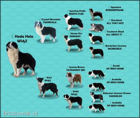 NUKA -  Rasowa Suczka BORDER COLLIE z Hodowli -  Szczenię z pełną dok.