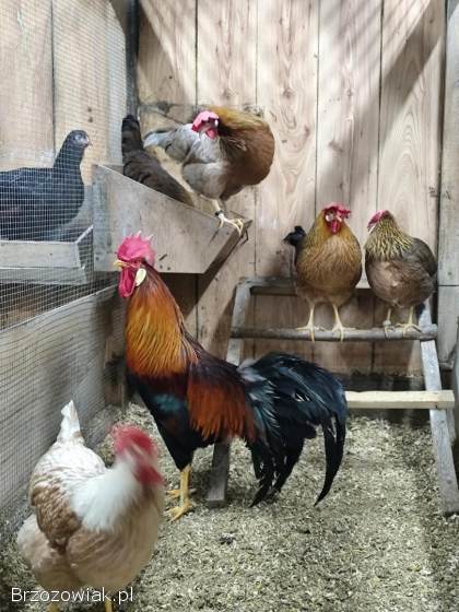 Jajka lęgowe od kur włochów