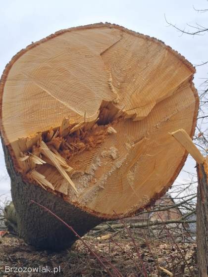Sprzedam lipę gruba,  zdrowa w klocu