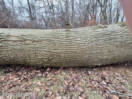 Sprzedam lipę gruba,  zdrowa w klocu