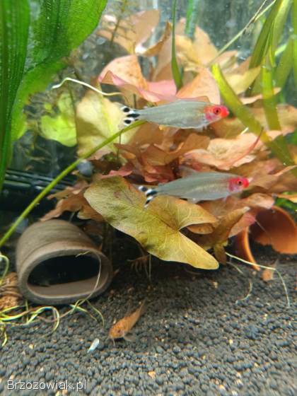 Lotos zielony Taiwan i Red Tiger